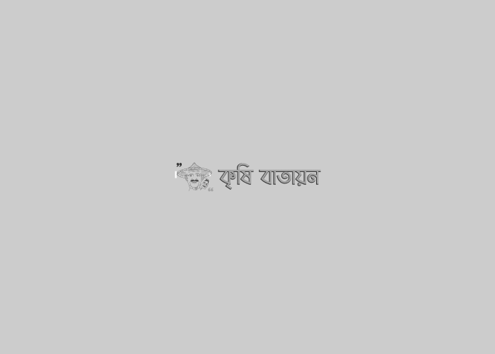 ভামী ক েম্পাস্টে উৎপাদনে বদলগাছী উপজেলার মিনি আরার সাফল্য