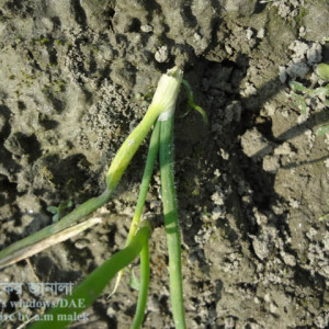 পেঁয়াজের কাটুই পোকা