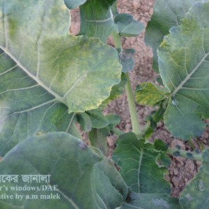 ব্রোকোলির ইয়োলো ভাইরাস রোগ