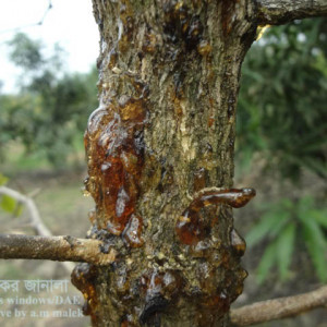 বেলের আঠা ঝড়া রোগ বা গামোসিস