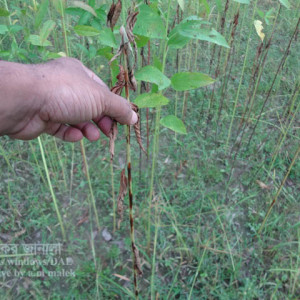 পাটের এনথ্রাকনোজ রোগ