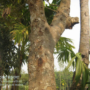 কাঁঠালের রস ঝরা রোগ