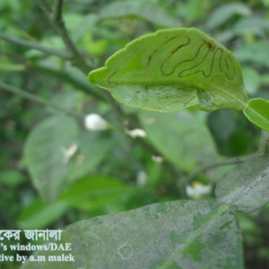 কমলার পাতা সুড়ঙ্গকারী পোকা