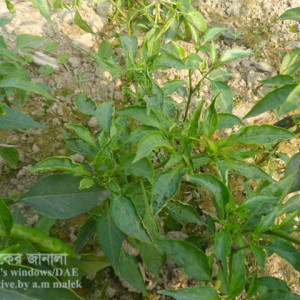 মরিচের থ্রিপস পোকা